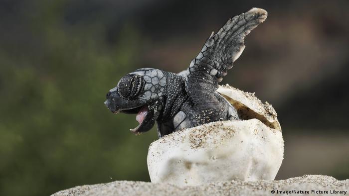 Loggerhead sea turtle emerging from the shell (Imago/Nature Picture Library)